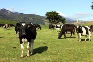 New Zealand internship dairy farm