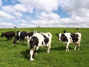 Cows Grazing in Green Field with Blue Sky