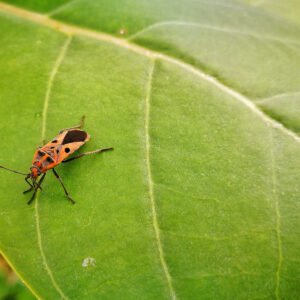 veldonderzoek insecten